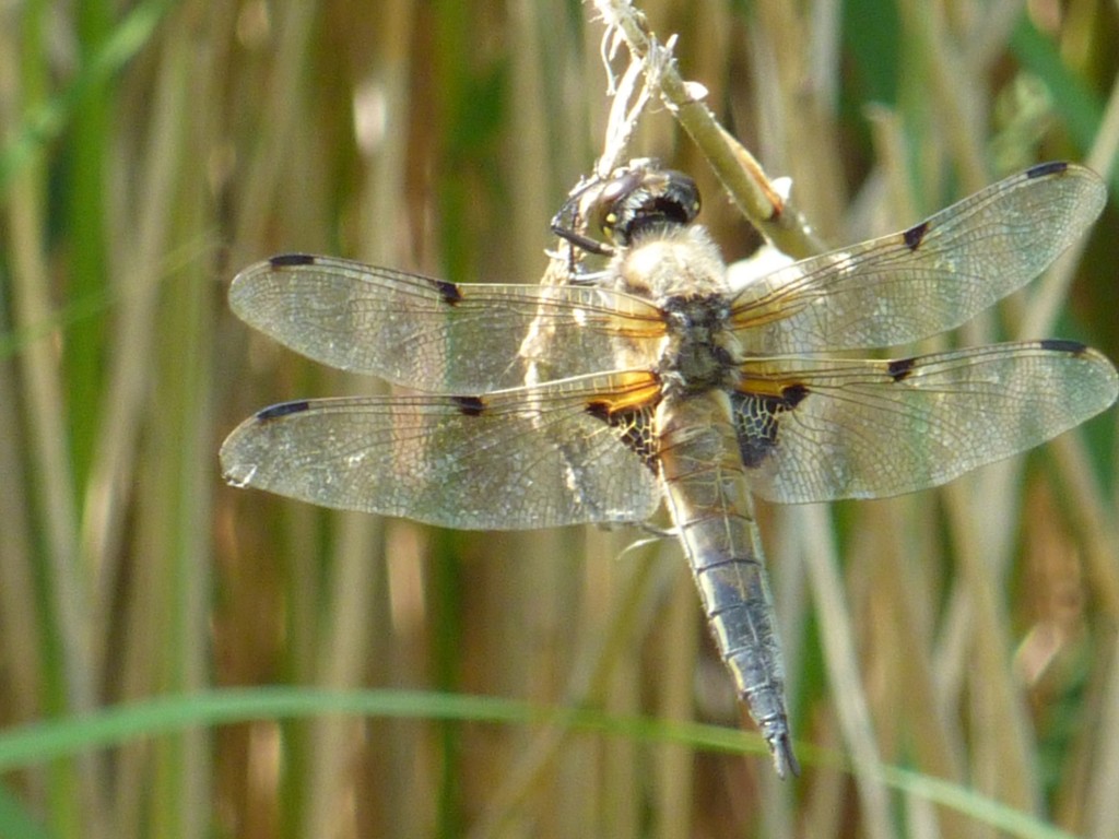 dragonfly john williamson