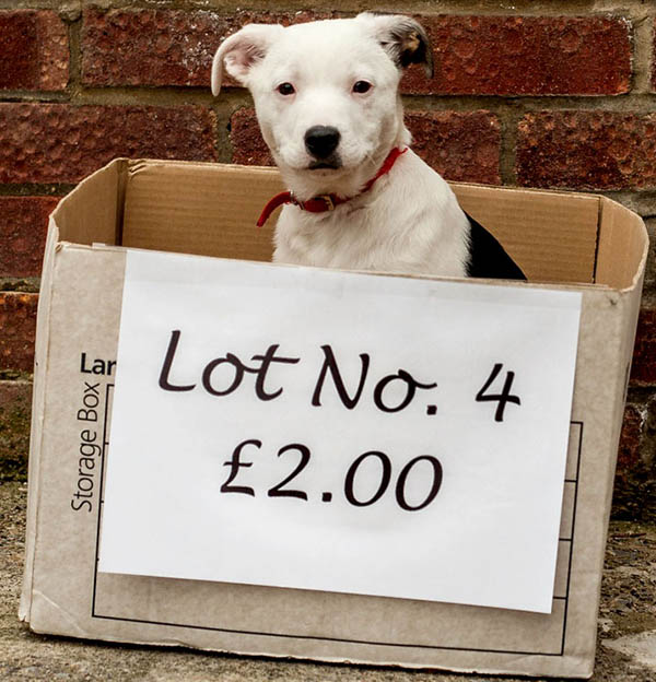 Dogs Trust’s Happy Ending for Puppy Auctioned for £2