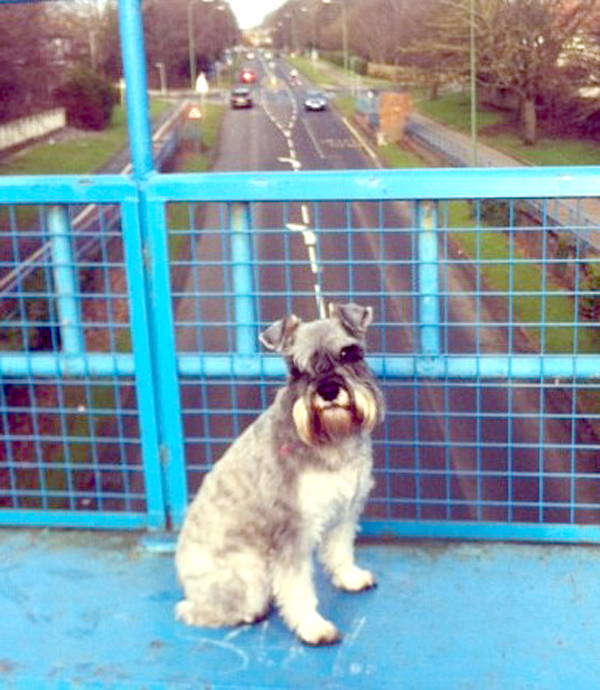 Rosie View from   The Blue Bridge