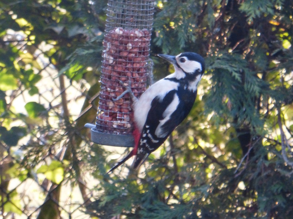 Great Spotted Woodpecker feeding on peanuts