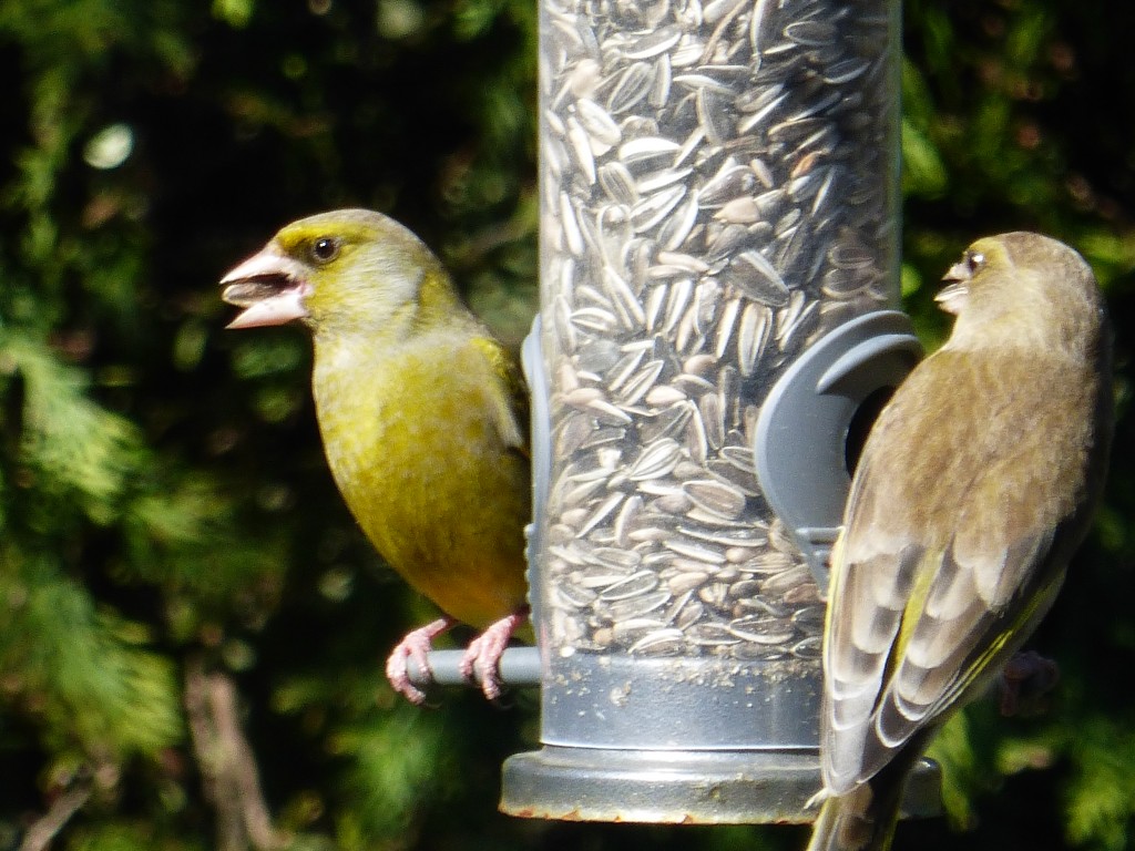 Greenfinch feeding on sunflower seeds