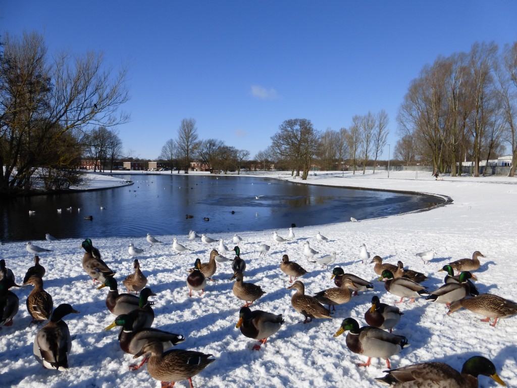 West park in the show 2 john williamson newton aycliffe