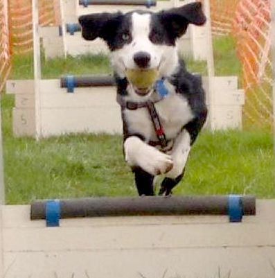 dog hurdler