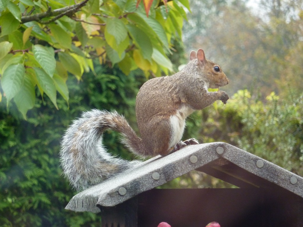 grey squirrel