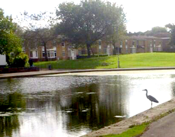 Heron Visits West Park