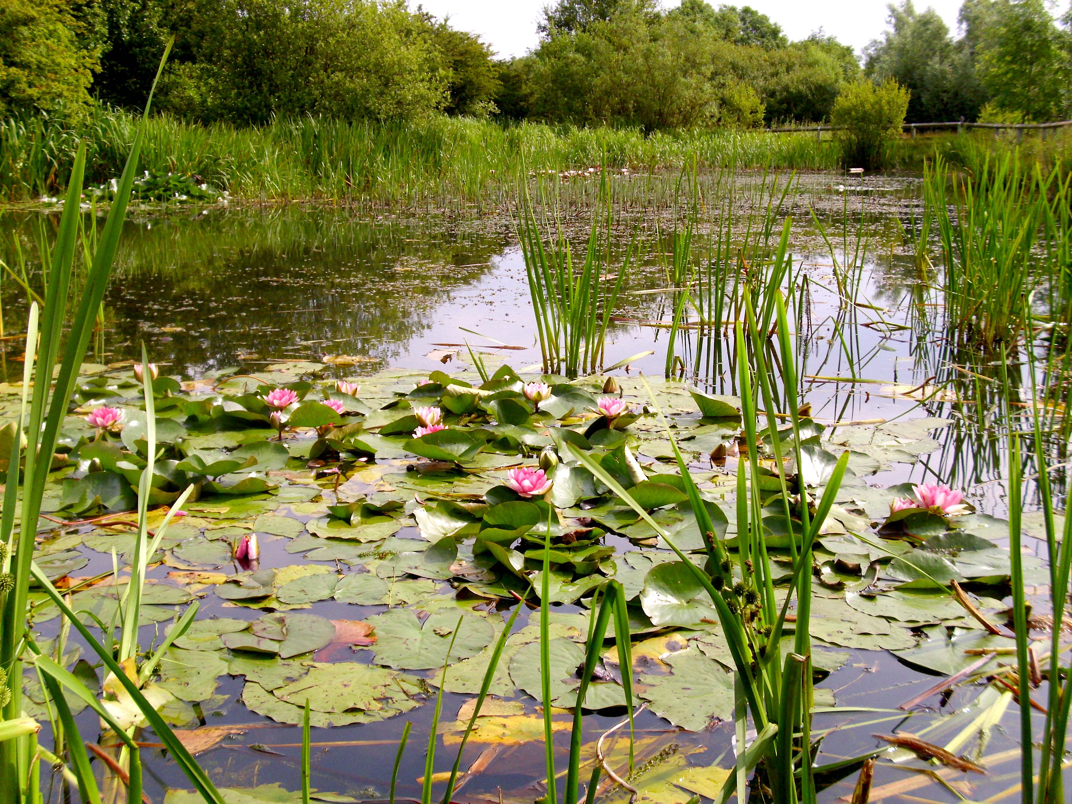 Water Authority Drains Cause Dirty Park Lakes