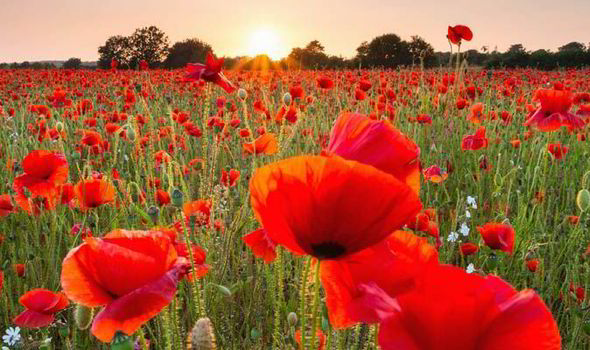 Messy ‘Poppy’ Church