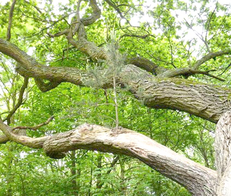 Trees Chopped Down Without Thought