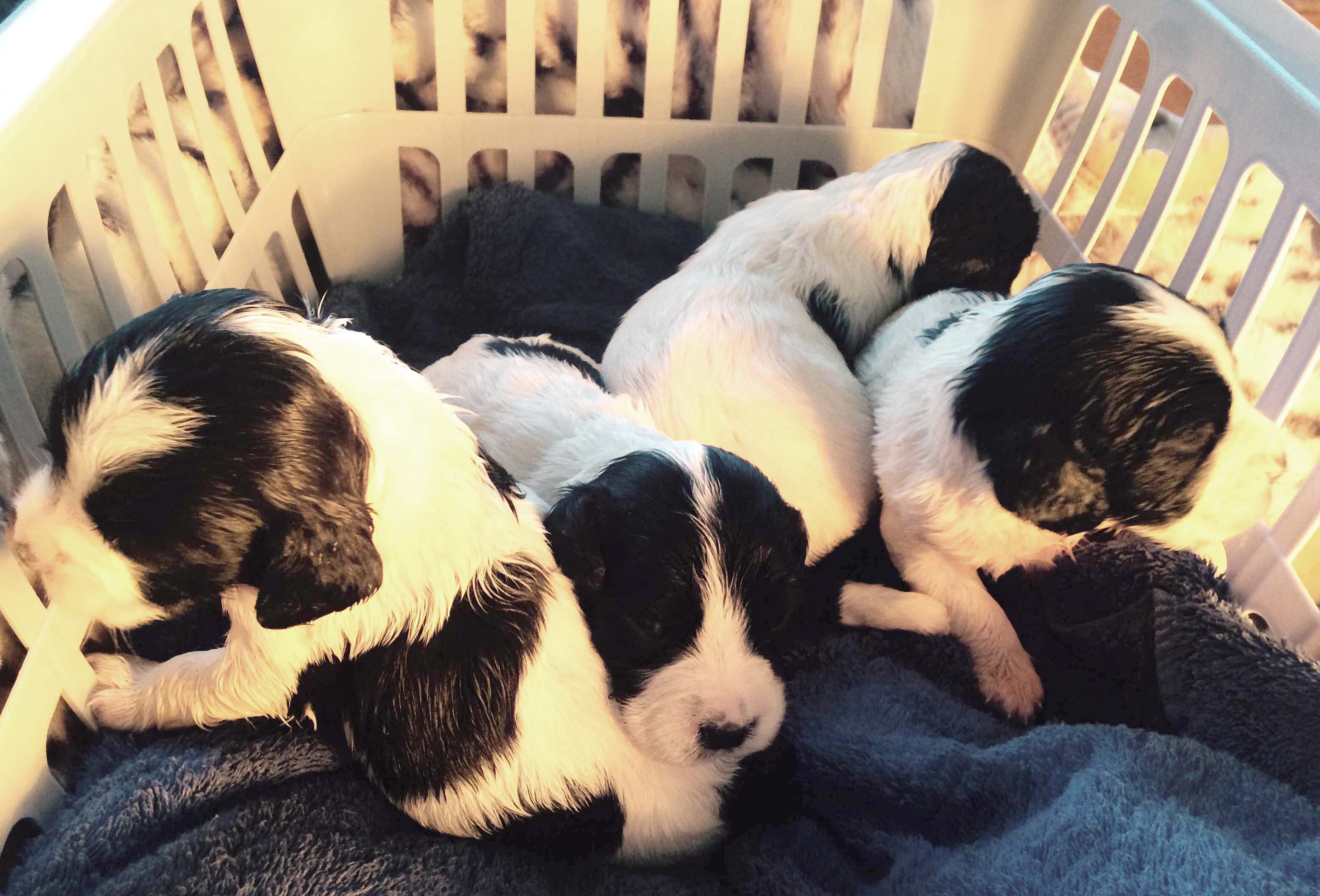 Puppies Thrown into Rubbish Bin to Die