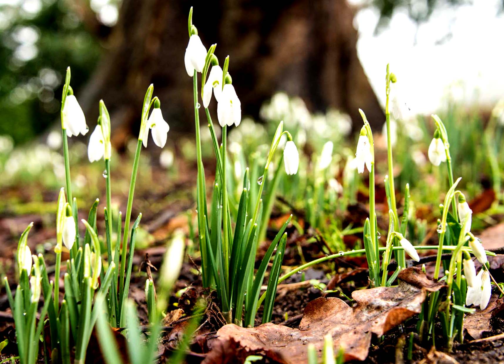 Plant Fair