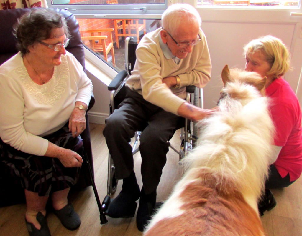 pony at care home newton aycliffe