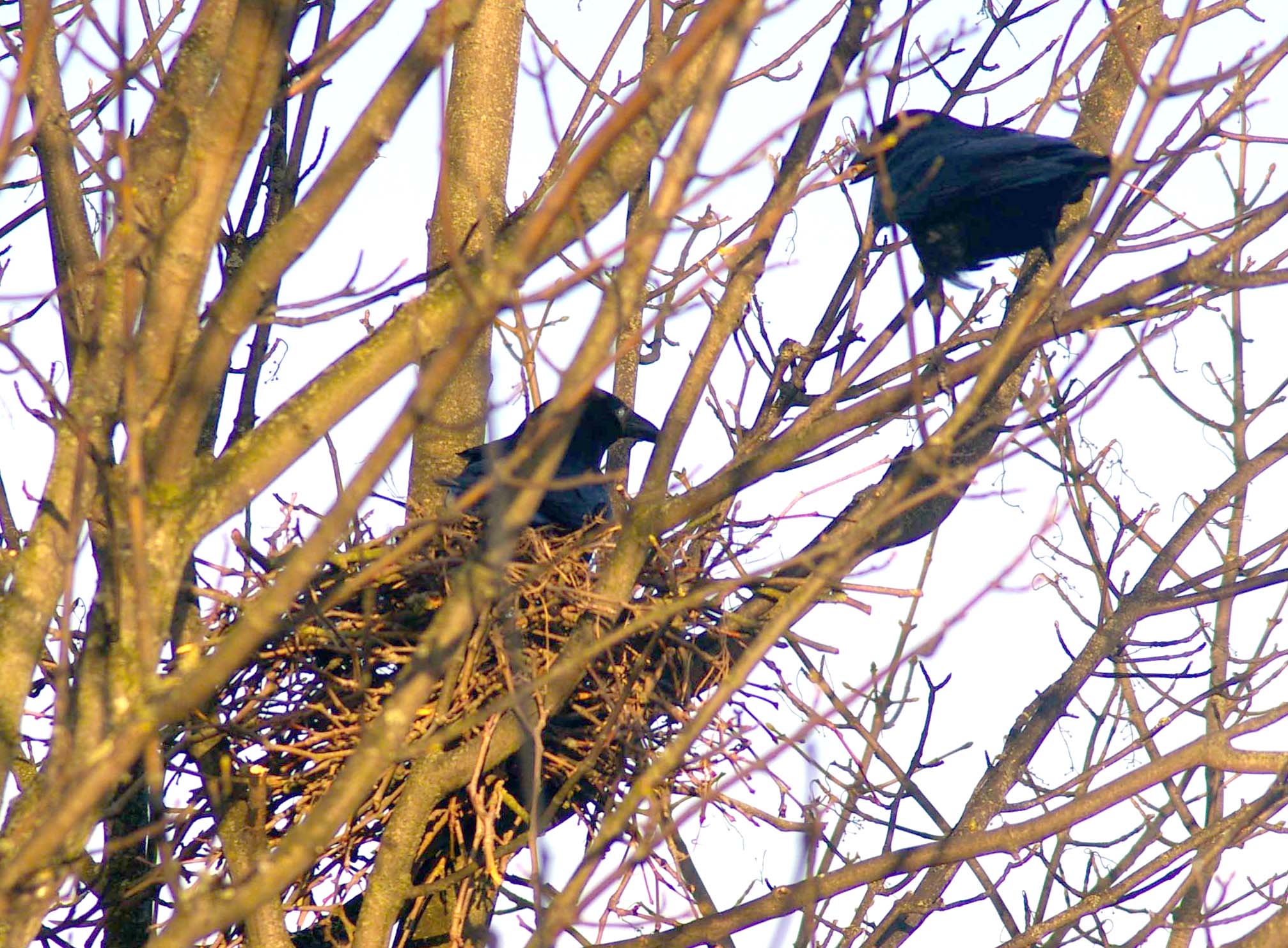 Wildlife spotting against the clock at Saltholme