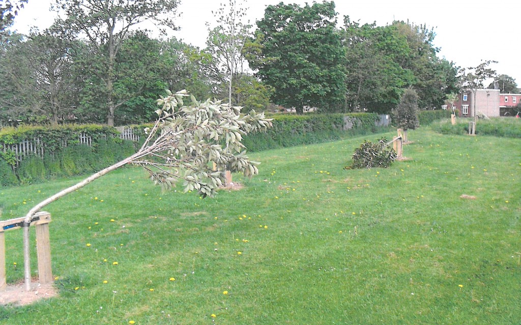 vandalised trees