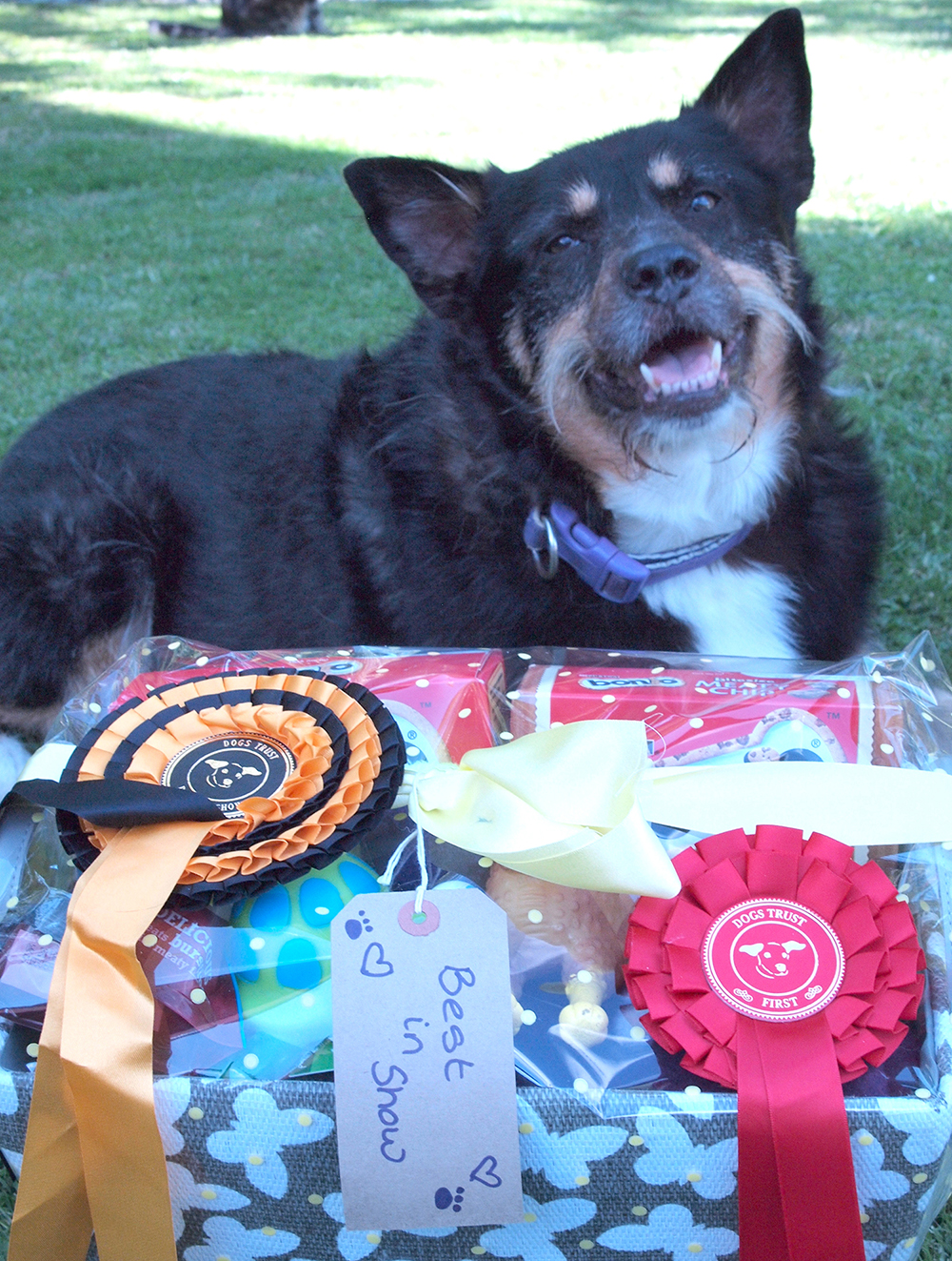 Aycliffe Dog Wins “Best in Show”