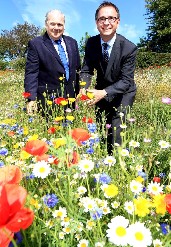 County’s Blooming Marvellous Wildflowers