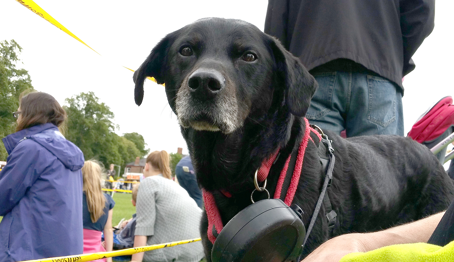 Awards for Aycliffe Dogs in Competition