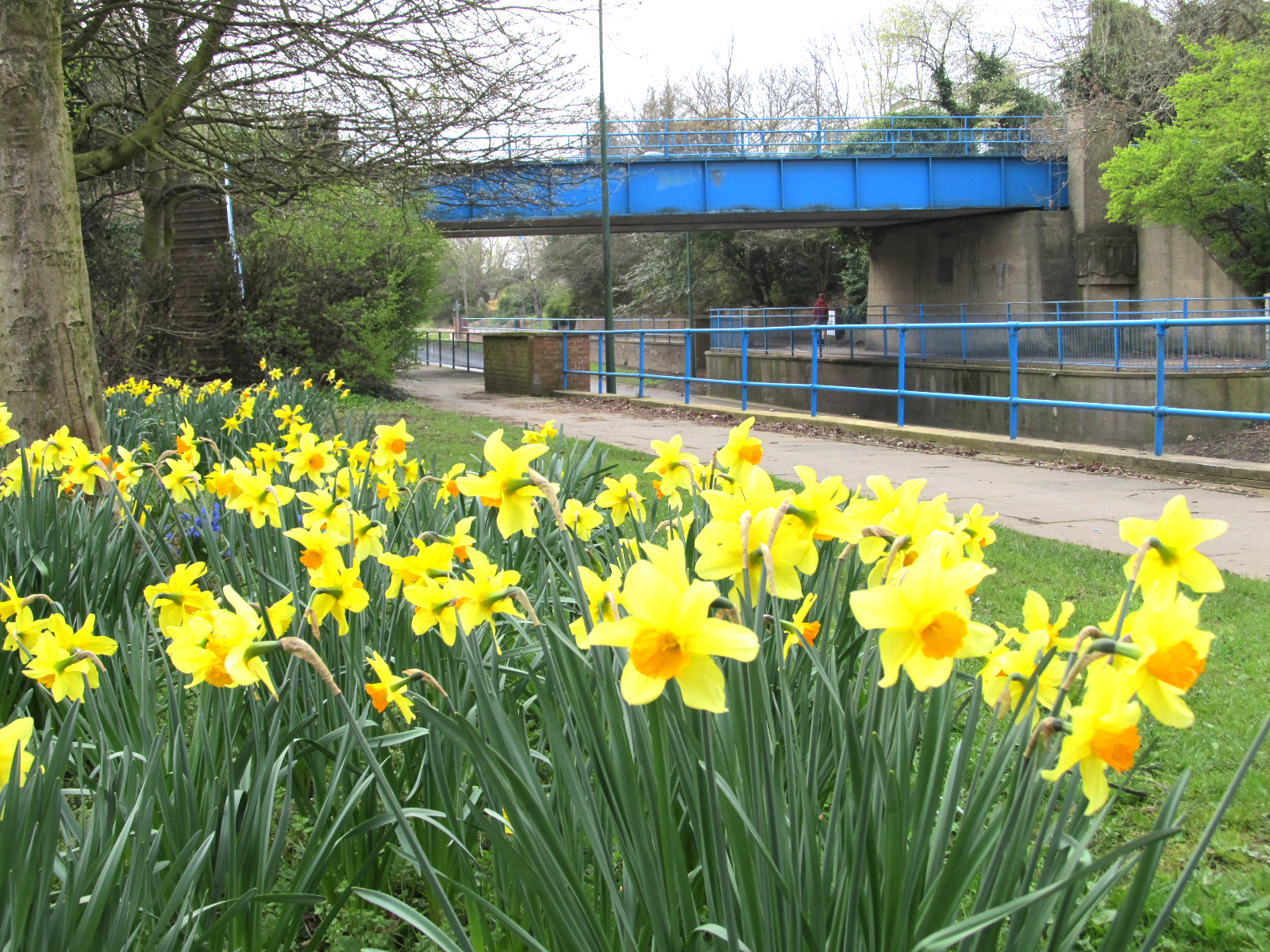 Daffodil Coffee Morning