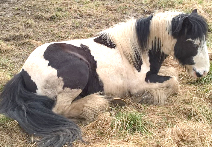 Horse in the Suds