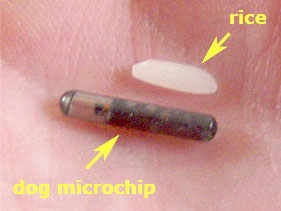 Micro-Chip Your Dog or be Fined
