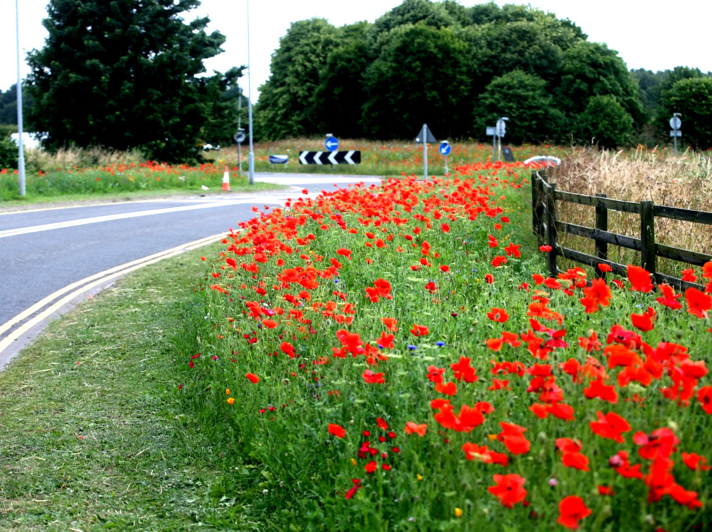 Wildflowers Set  to Blossom