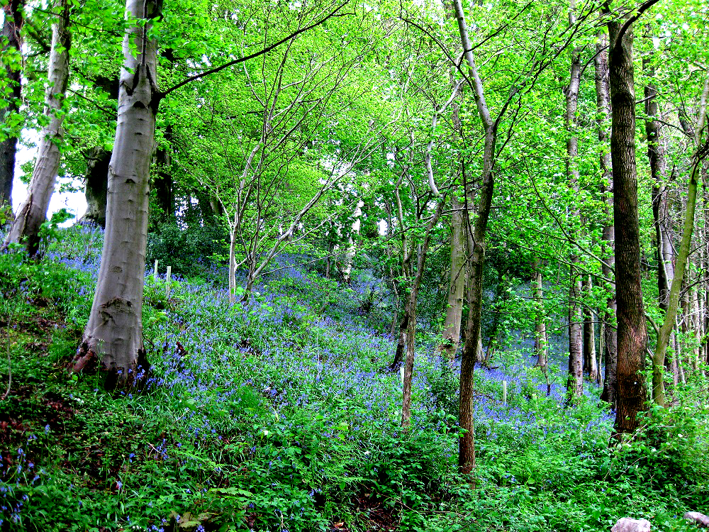 As the UK’s biggest woodland charity continues its decades-long recovery of a fire ravaged site it issues a summer plea: don’t light fires