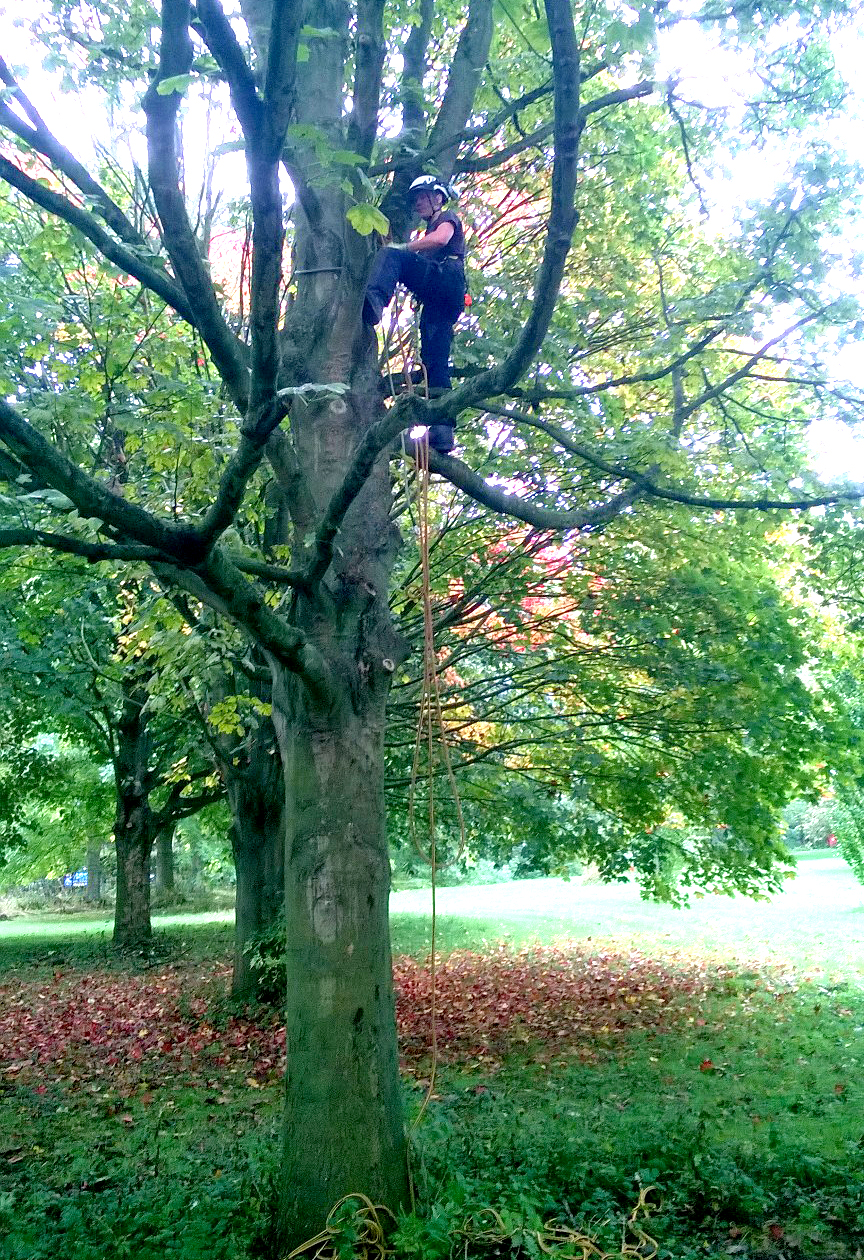 Livin Apprentice Climbs the Career Ladder