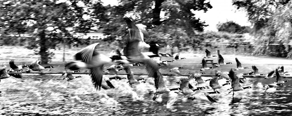 geese readers photo