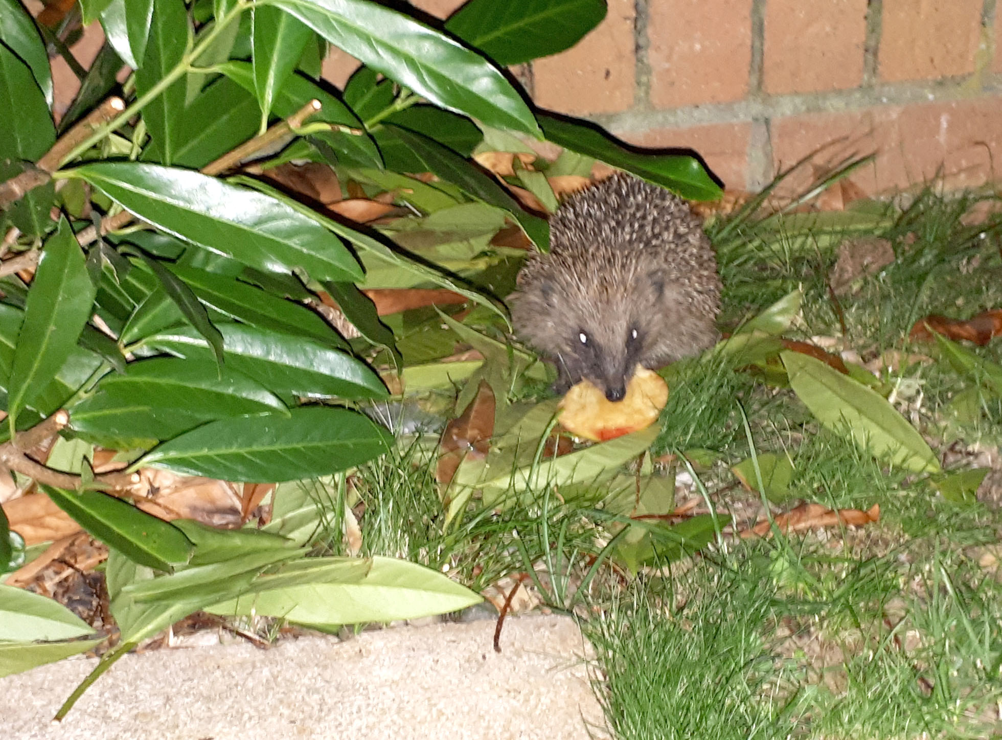 Look After Hedgehogs