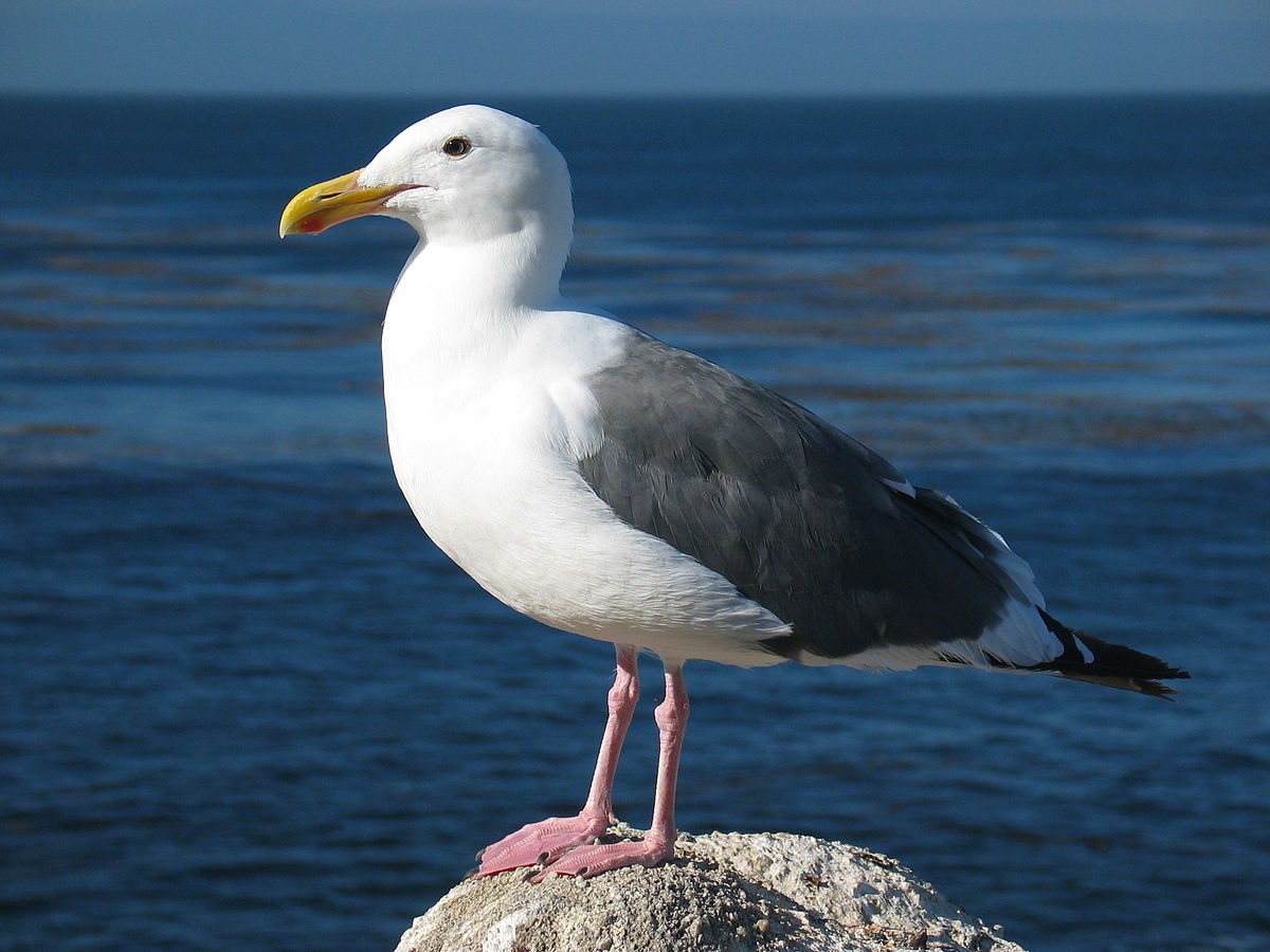 Don’t Feed Birds says Pest Control Professional