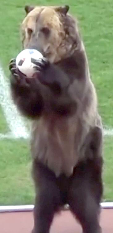 Bear Performing at Russian Match