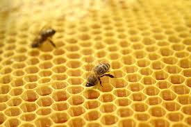 Aycliffe Beekeepers’ Association