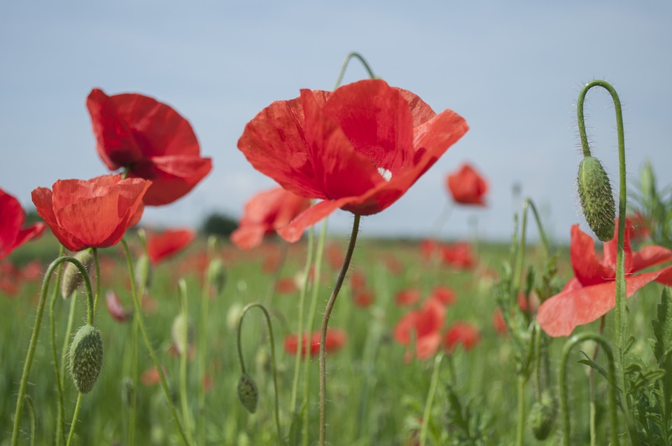 Armistice Day 100th Anniversary