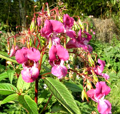 Pretty Flower Hides Deadly Secret!