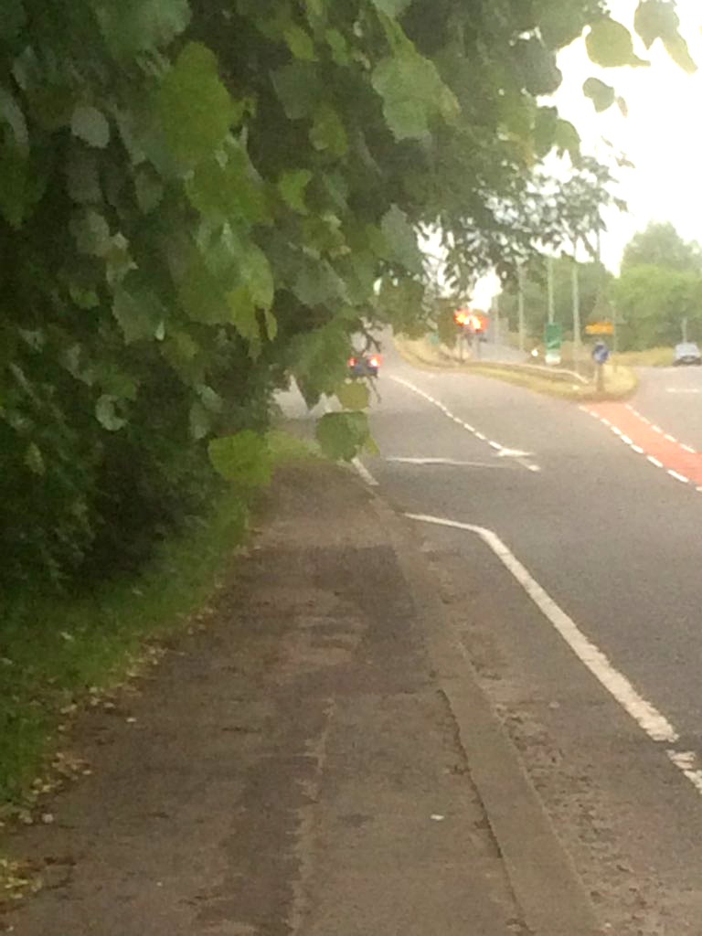 Overhanging Tree Danger on Cycle Path