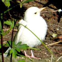 White Blackbird!