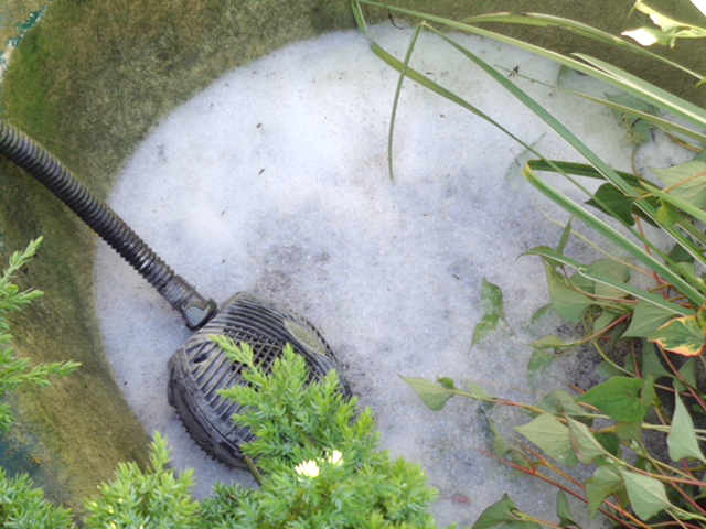 Bleach Attack on Garden Fish Pond