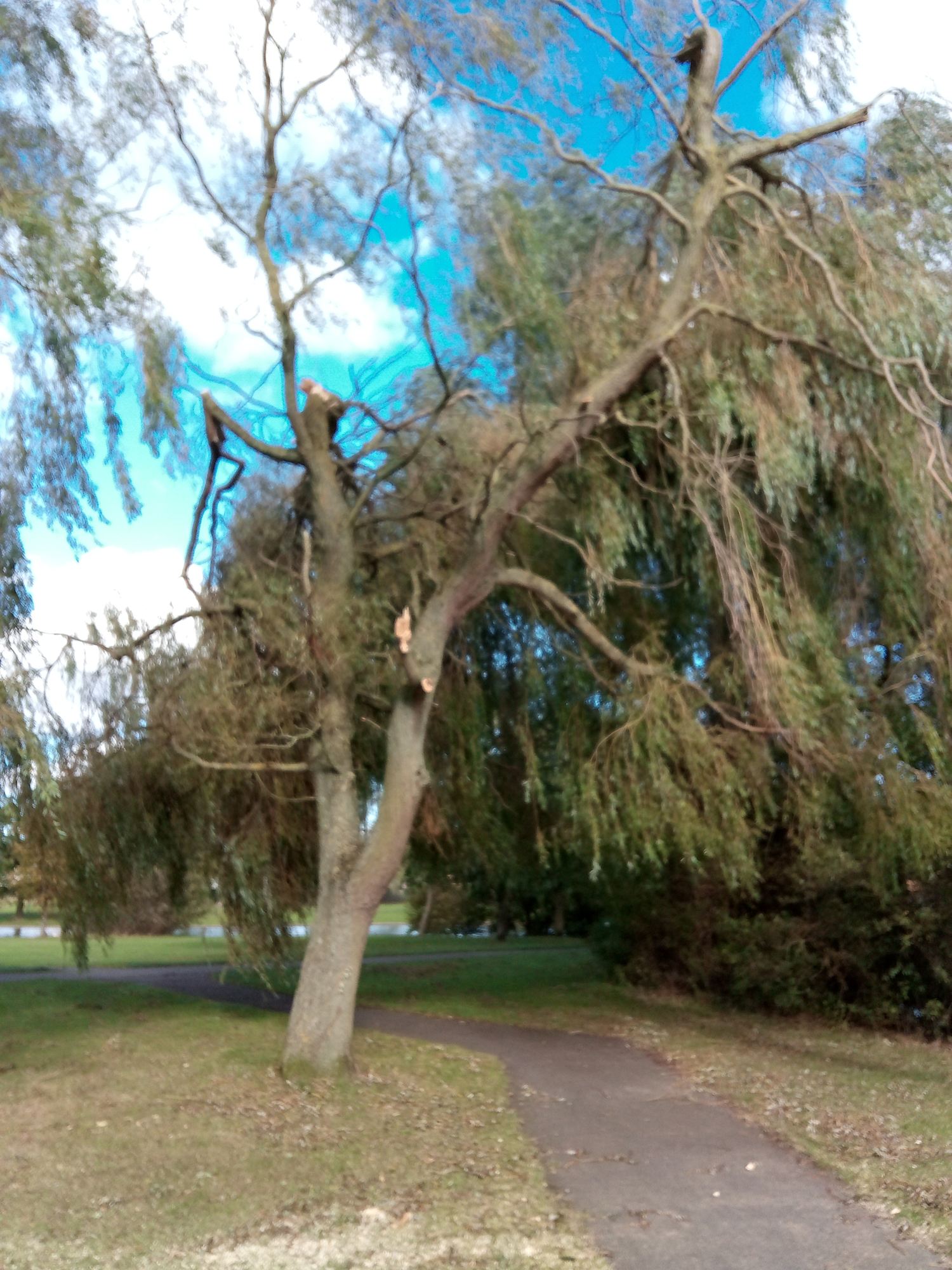 Making Safe Damaged Trees