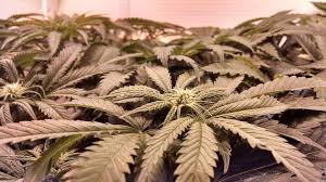 Cannabis for Medicinal Purposes