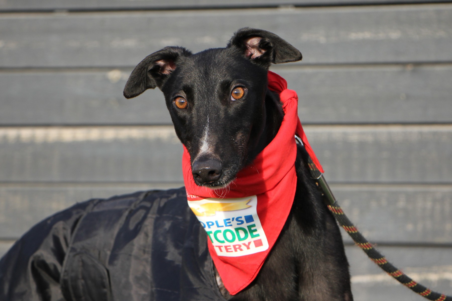 2018 a Great Year for Rehoming at Dogs Trust Darlington