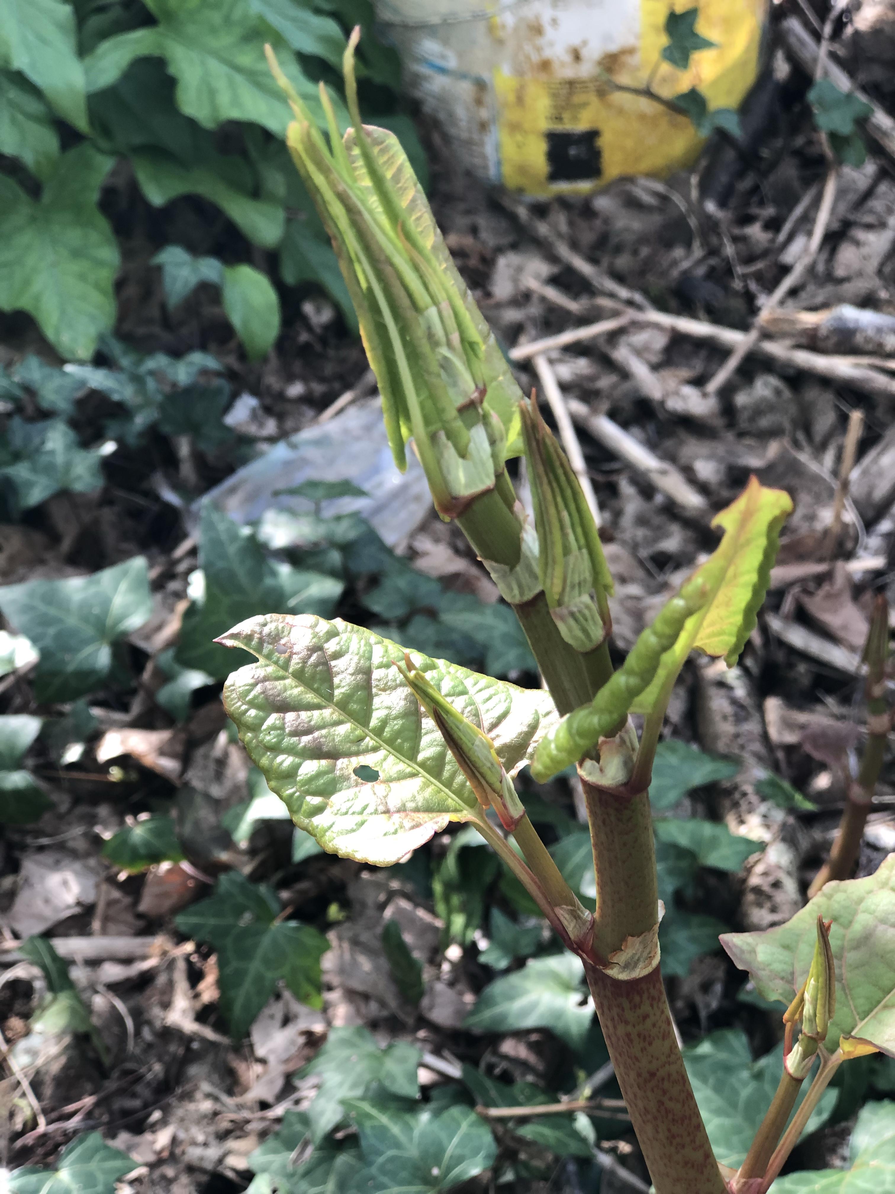 Warm Start Puts Japanese Knotweed on Track for Early Emergence
