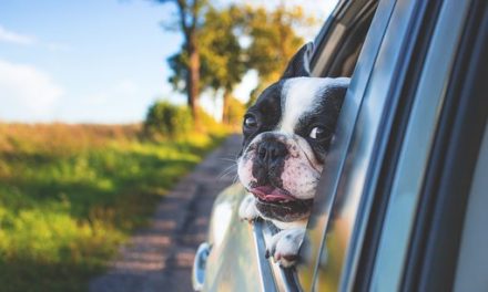 Guidance for travelling with your pets in the hot weather