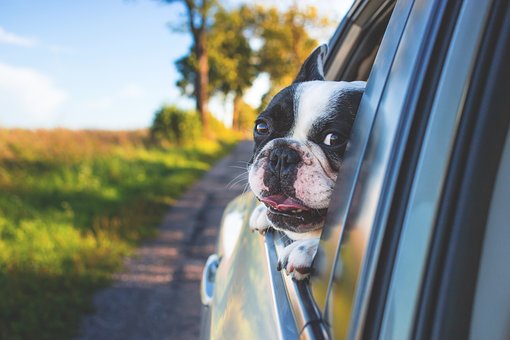 Guidance for travelling with your pets in the hot weather