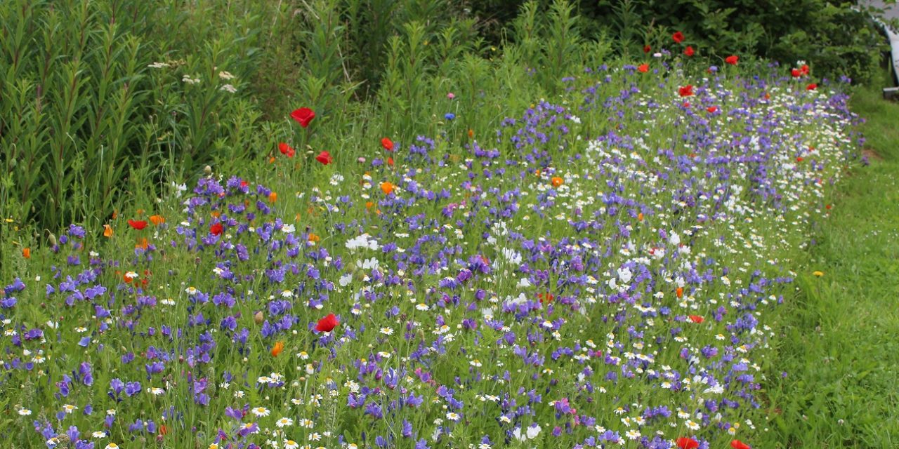 Colourful Wildflowers Return to County