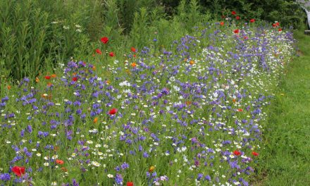 Colourful Wildflowers Return to County