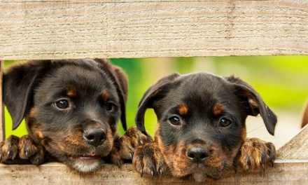 Issues with Dogs are on the Decline