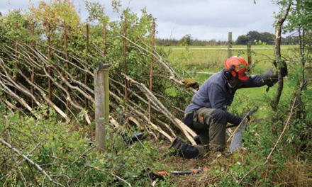 Those skilled in the art of hedgelaying are called to annual competition