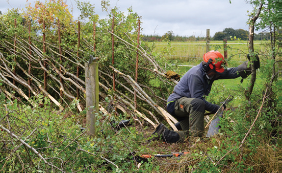 Those skilled in the art of hedgelaying are called to annual competition