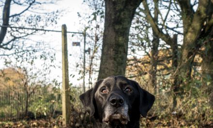 Police Dog ‘Jet’ Retires