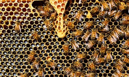 Beginners Beekeeping Course