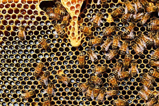 Beginners Beekeeping Course